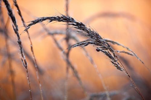 Botanical;Botanicals;Break of Day;Brown;Calm;Close-up;Dew;Droplets;Drops;First Light;Flowers & Plants;Gold;Grass Seed Head;Healing;Health care;Healthcare;Henry Horton;Herb;Macro;Nature;Pastoral;Photo specs;Plant;Seed;Seed Head;Shrub;Sun-up;Sunlight;Sunrise;Tan;Time;Wabi Sabi;Warm Colors;Warm Palette;Warm Tones;Water;Water Drops;Yellow;botanicals;botany;color;damp;dawn;daybreak;dew drops;dewy;drop;droplet;flora;grass;greenery;herbage;landscape;moisture;morn;morning;oneness;orange;oriental;peaceful;plant;plants;restful;serene;soothing;tranquil;vegetation;wet;yellow;zen